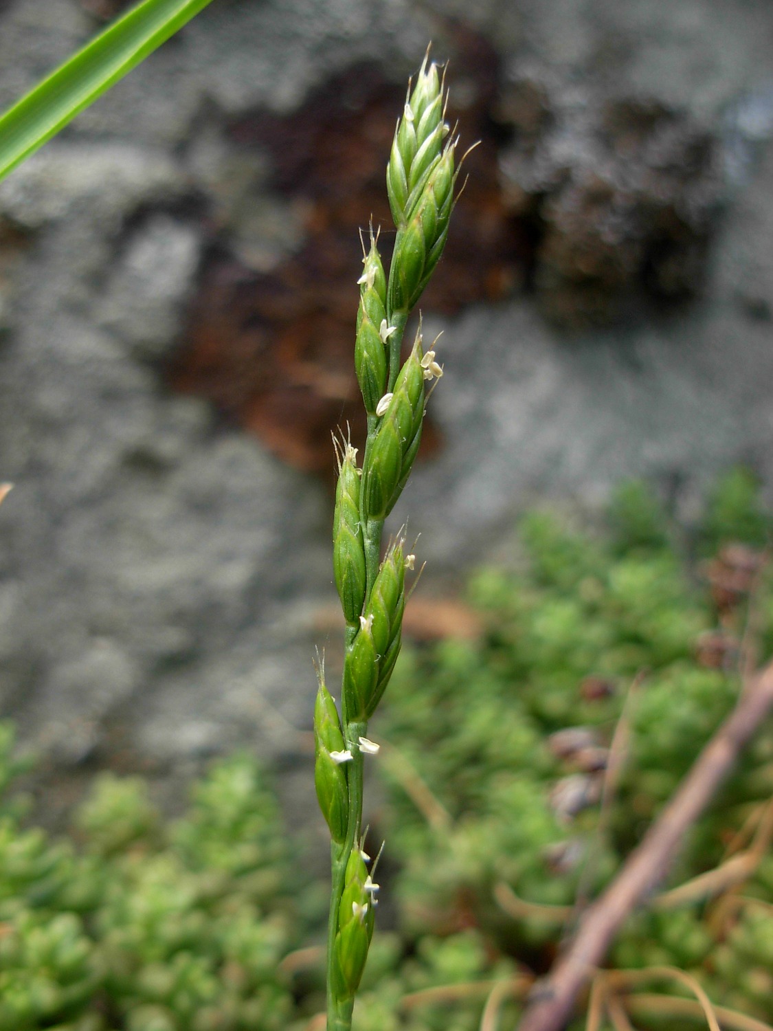 Micropyrum tenellum (L.) Link / Festuca annua